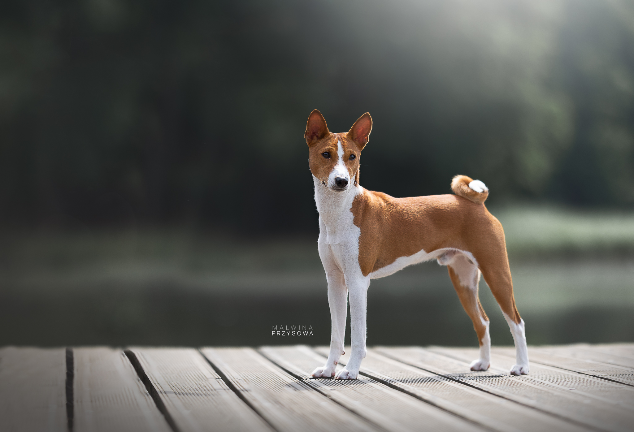 Basenji fci store